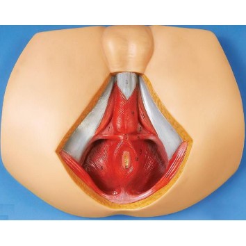 MALE PERINEUM ANATOMY (SOFT)